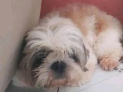 Cachorro raça Poodle idade 1 ano nome sandy