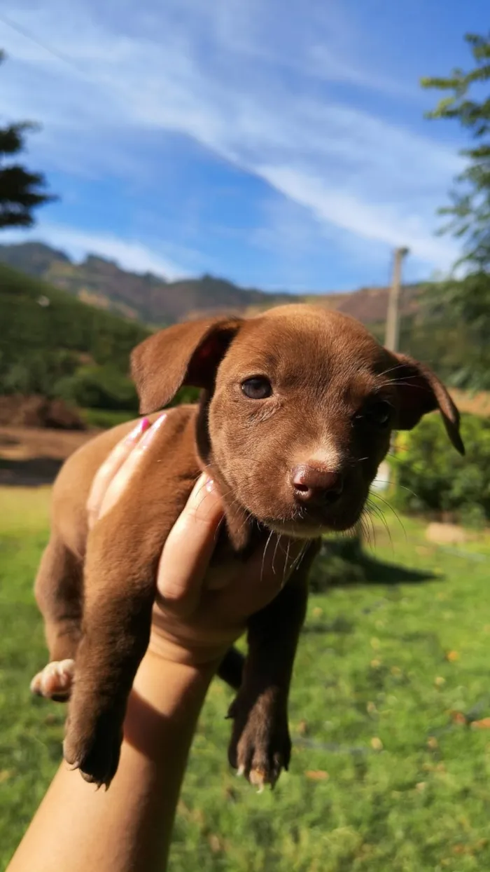 Cachorro raça SRD-ViraLata idade Abaixo de 2 meses nome Não tem nome ainda
