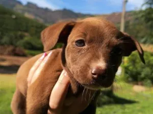 Cachorro raça SRD-ViraLata idade Abaixo de 2 meses nome Não tem nome ainda