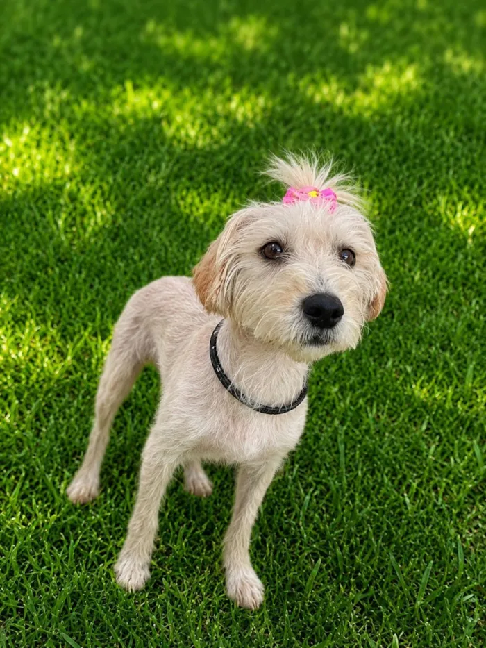 Cachorro raça SRD-ViraLata idade 7 a 11 meses nome Aline