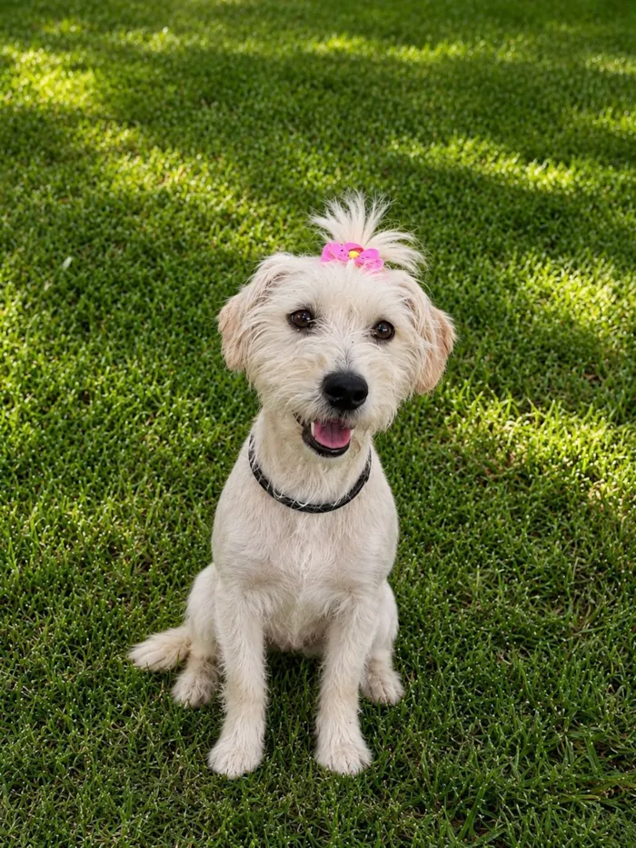 Cachorro raça SRD-ViraLata idade 7 a 11 meses nome Aline