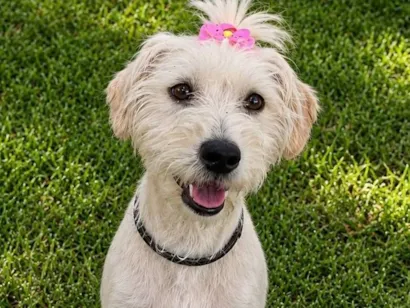 Cachorro raça SRD-ViraLata idade 7 a 11 meses nome Aline