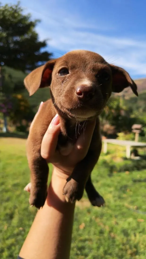 Cachorro raça SRD-ViraLata idade Abaixo de 2 meses nome Não tem nome ainda