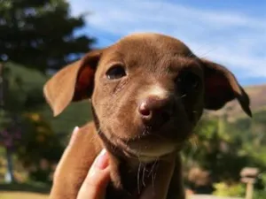 Cachorro raça SRD-ViraLata idade Abaixo de 2 meses nome Não tem nome ainda