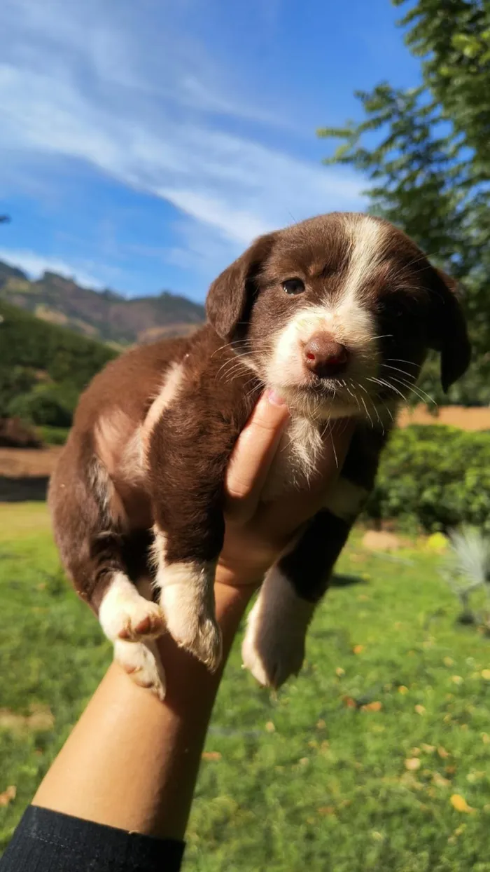Cachorro raça SRD-ViraLata idade Abaixo de 2 meses nome Não tem nome ainda