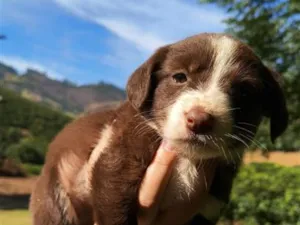Cachorro raça SRD-ViraLata idade Abaixo de 2 meses nome Não tem nome ainda