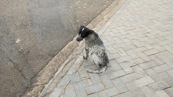 Cachorro raça SRD-ViraLata idade 3 anos nome Manchinha