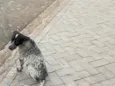 Manchinha