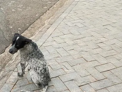 Cachorro raça SRD-ViraLata idade 3 anos nome Manchinha