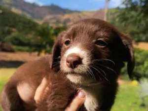 Cachorro raça SRD-ViraLata idade Abaixo de 2 meses nome Não tem nome ainda