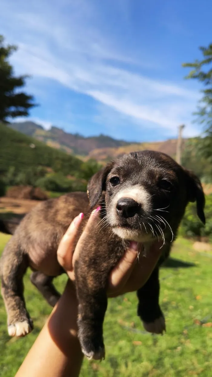 Cachorro raça SRD-ViraLata idade Abaixo de 2 meses nome Não tem nome ainda