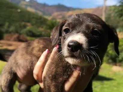 Cachorro raça SRD-ViraLata idade Abaixo de 2 meses nome Não tem nome ainda