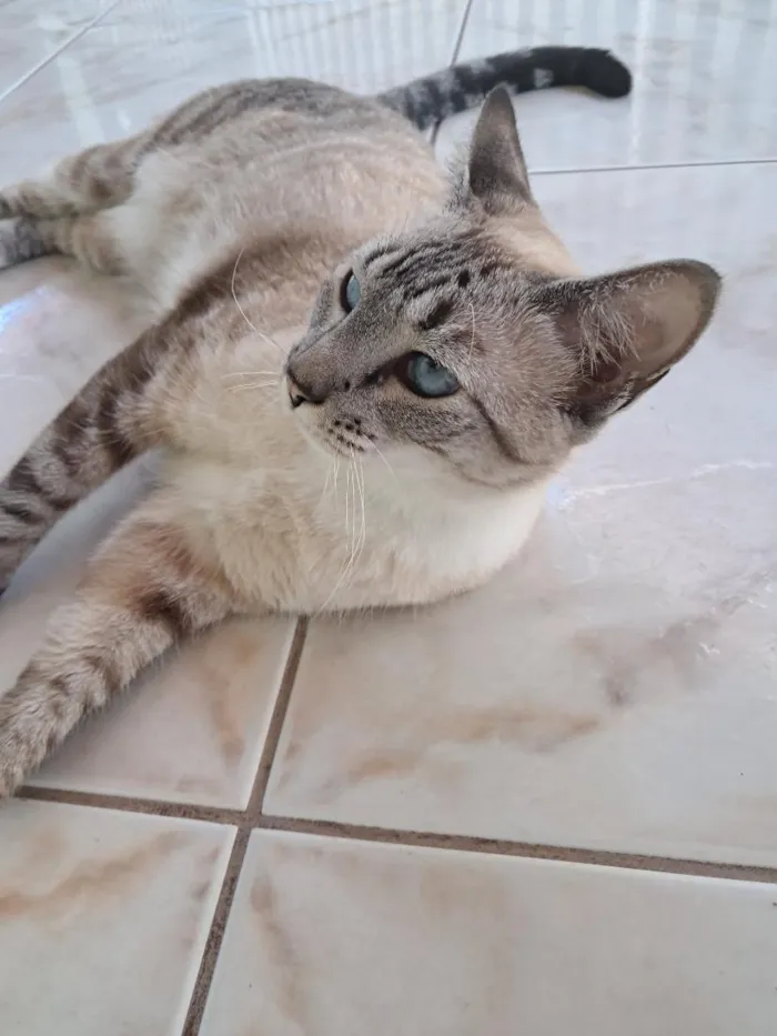 Gato raça SRD-ViraLata idade 2 anos nome Marie
