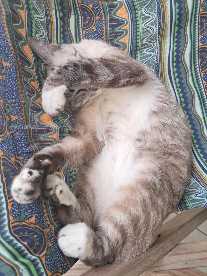 Gato raça SRD-ViraLata idade 2 anos nome Marie