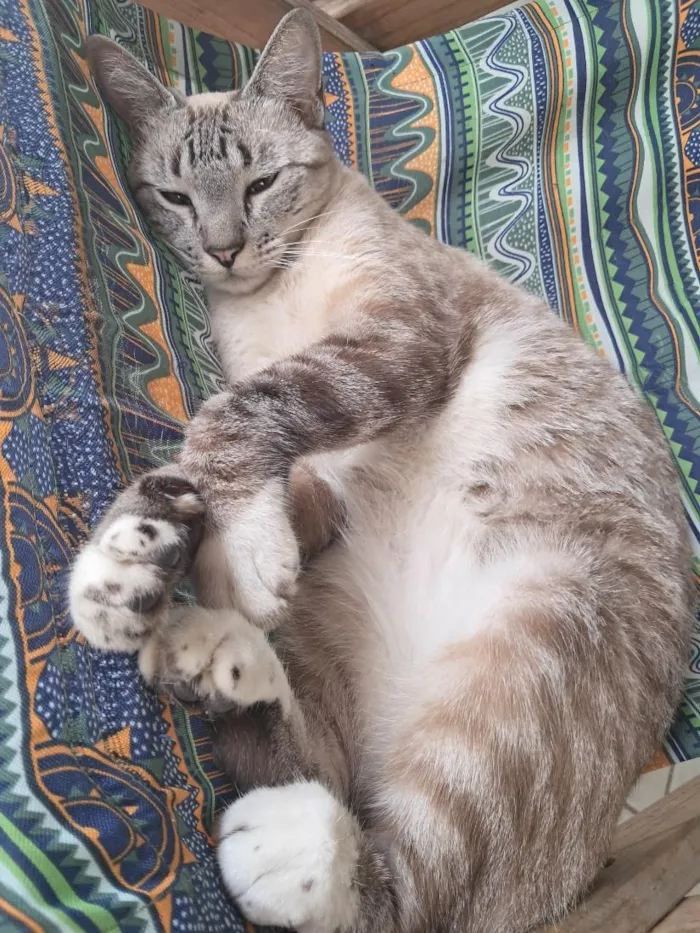 Gato raça SRD-ViraLata idade 2 anos nome Marie