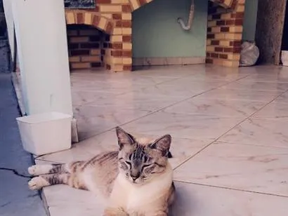 Gato raça SRD-ViraLata idade 2 anos nome Marie