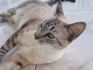 Gato raça SRD-ViraLata idade 2 anos nome Marie