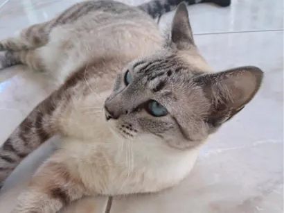 Gato raça SRD-ViraLata idade 2 anos nome Marie