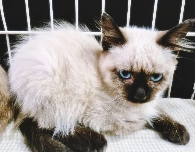 Gato raça SRD-ViraLata idade 2 a 6 meses nome PIERRE SIAMÊS