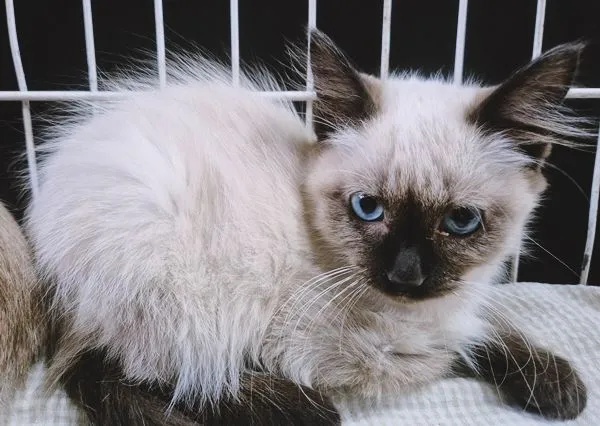 Gato raça SRD-ViraLata idade 2 a 6 meses nome PIERRE SIAMÊS