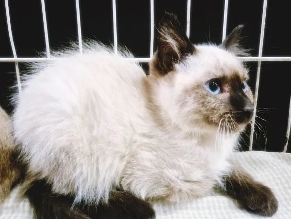 Gato raça SRD-ViraLata idade 2 a 6 meses nome PIERRE SIAMÊS