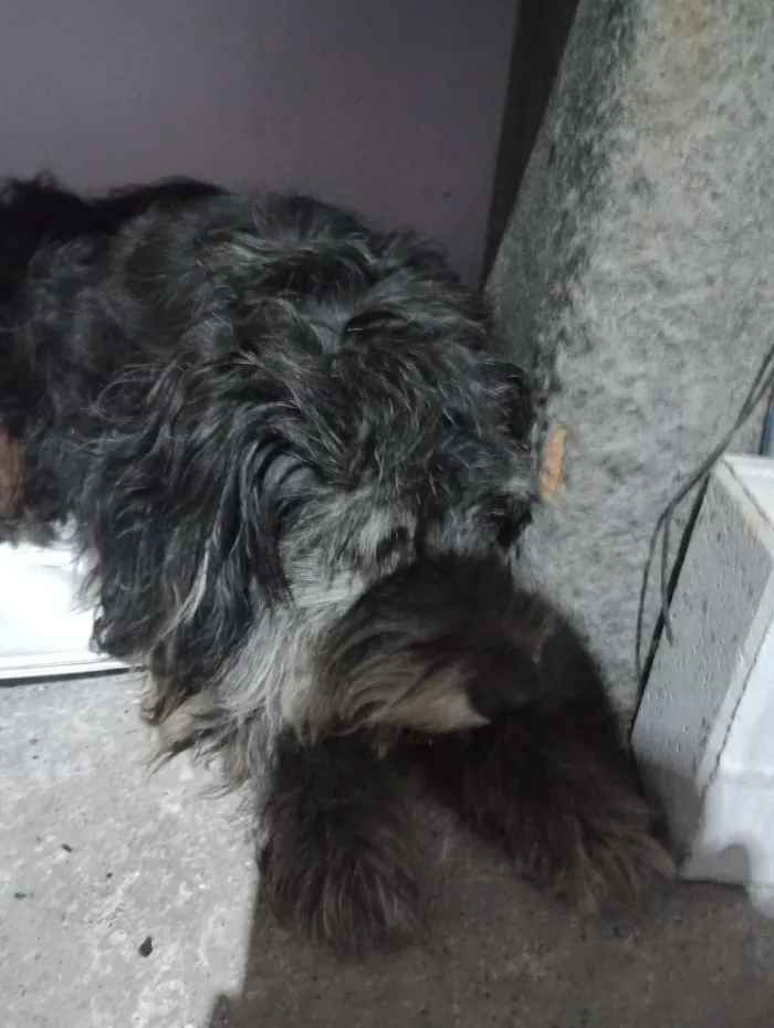 Cachorro raça Poodle idade 6 ou mais anos nome duque