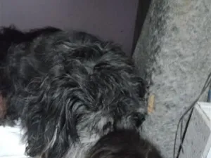 Cachorro raça Poodle idade 6 ou mais anos nome duque