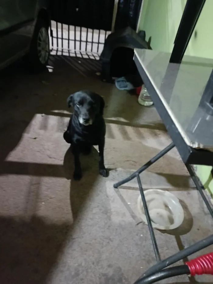Cachorro raça SRD-ViraLata idade 6 ou mais anos nome Bingo