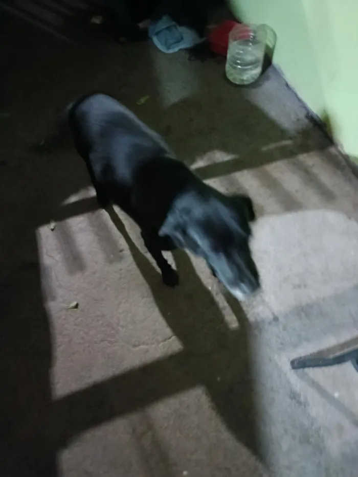 Cachorro raça SRD-ViraLata idade 6 ou mais anos nome Bingo