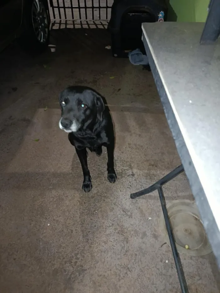 Cachorro raça SRD-ViraLata idade 6 ou mais anos nome Bingo
