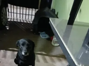Cachorro raça SRD-ViraLata idade 6 ou mais anos nome Bingo