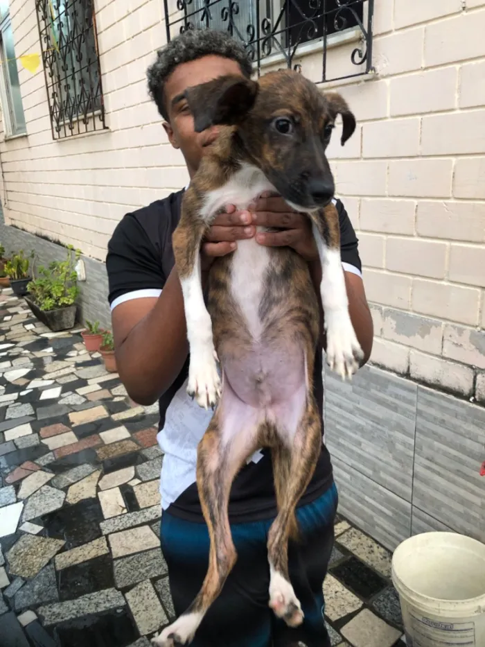 Cachorro raça SRD-ViraLata idade 2 a 6 meses nome Bob