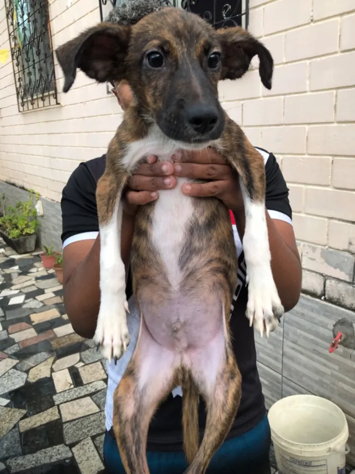 Cachorro raça SRD-ViraLata idade 2 a 6 meses nome Bob