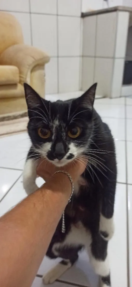 Gato raça Persa idade 2 a 6 meses nome Kira 