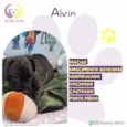 Alvin