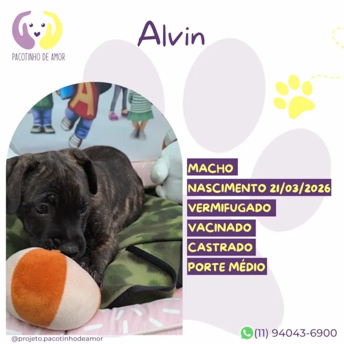 Cachorro raça SRD-ViraLata idade 2 a 6 meses nome Alvin