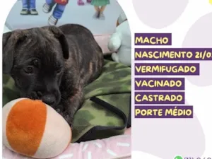 Cachorro raça SRD-ViraLata idade 2 a 6 meses nome Alvin