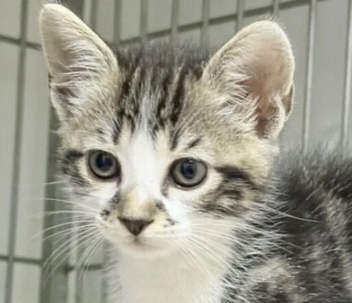 Gato raça SRD-ViraLata idade 2 a 6 meses nome Sushi 