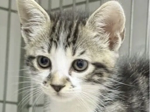 Gato raça SRD-ViraLata idade 2 a 6 meses nome Sushi 