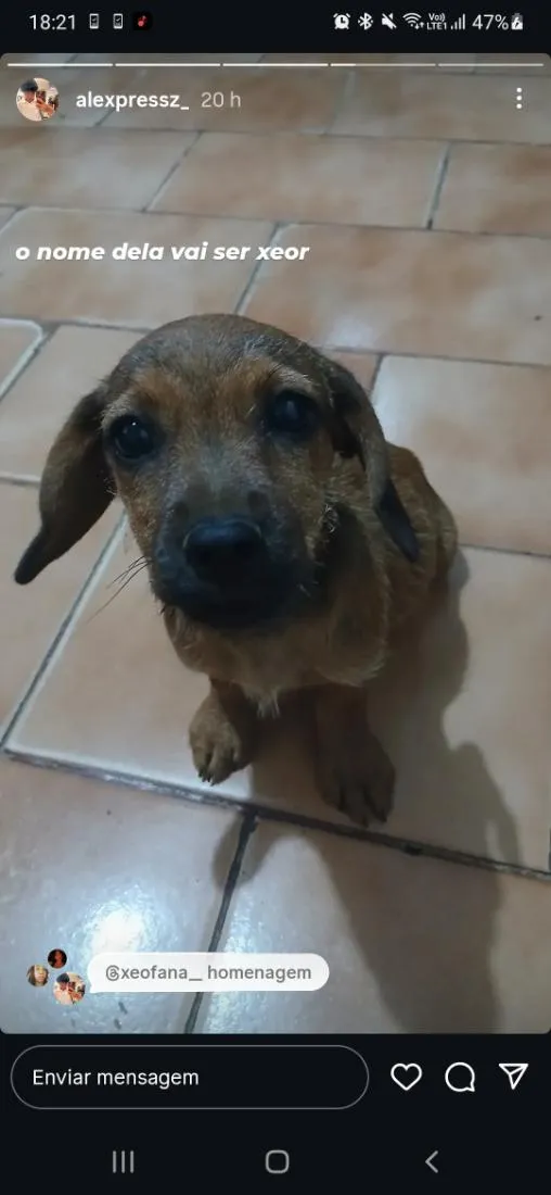 Cachorro raça SRD-ViraLata idade 2 a 6 meses nome não tem