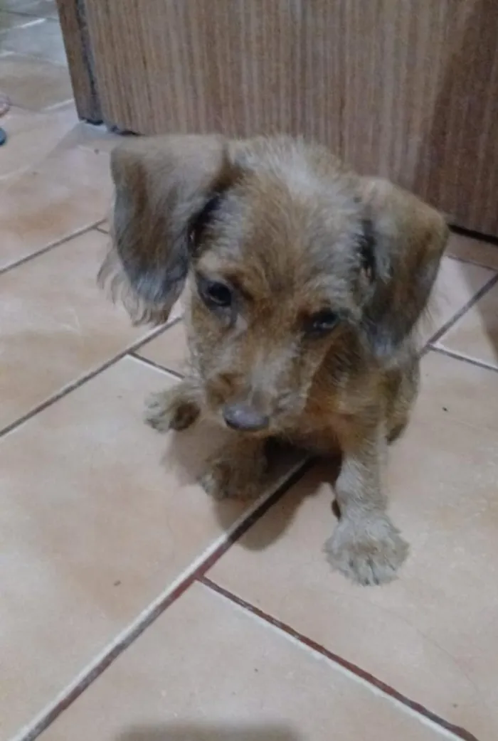 Cachorro raça SRD-ViraLata idade 2 a 6 meses nome não tem