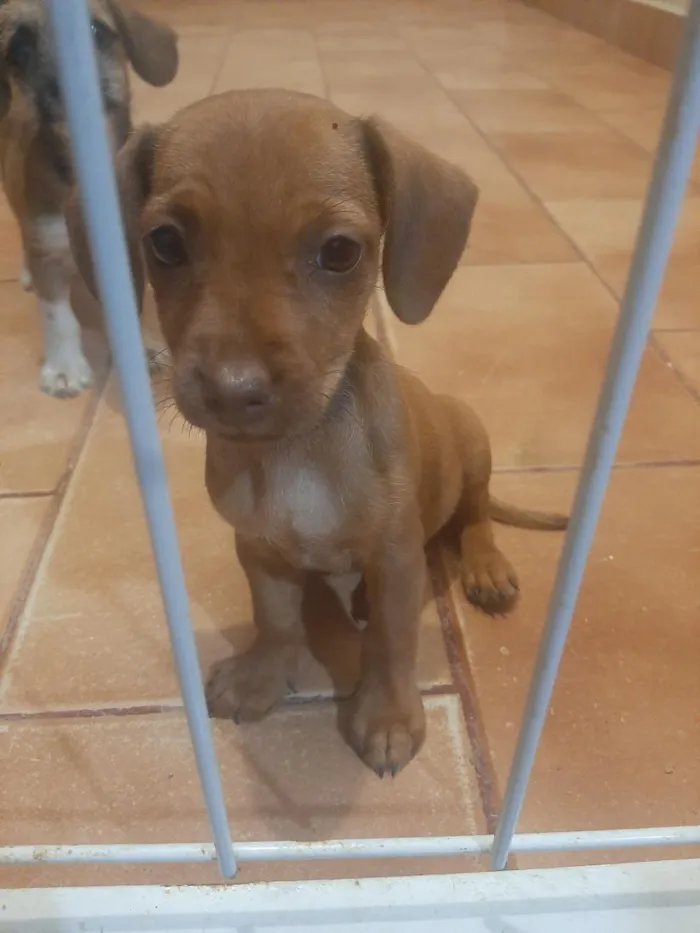 Cachorro raça SRD-ViraLata idade 2 a 6 meses nome não tem
