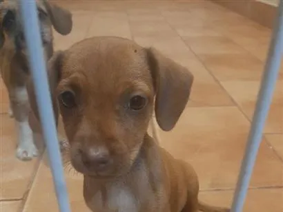 Cachorro raça SRD-ViraLata idade 2 a 6 meses nome não tem