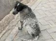Manchinha