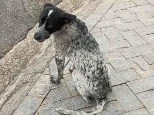 Cachorro raça SRD-ViraLata idade 3 anos nome Manchinha
