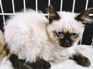 Gato raça SRD-ViraLata idade 2 a 6 meses nome PIERRE SIAMÊS