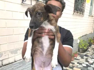 Cachorro raça SRD-ViraLata idade 2 a 6 meses nome Bob