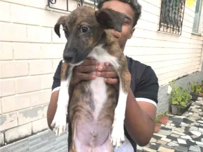 Cachorro raça SRD-ViraLata idade 2 a 6 meses nome Bob