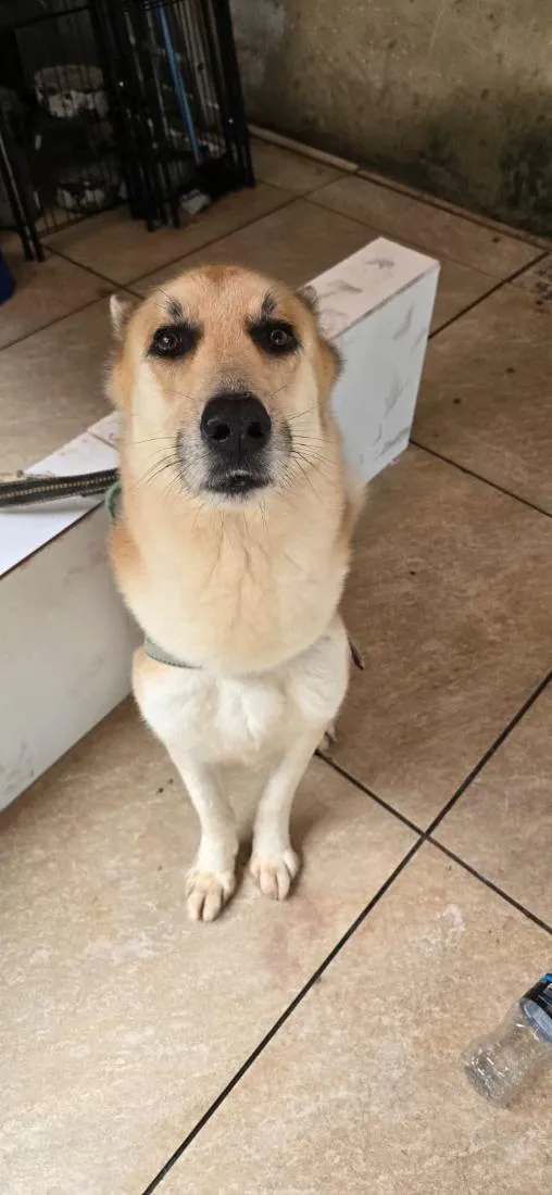 Cachorro raça SRD-ViraLata idade 6 ou mais anos nome Denis