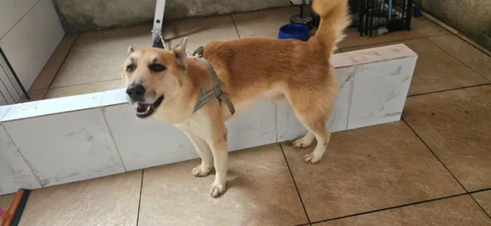 Cachorro raça SRD-ViraLata idade 6 ou mais anos nome Denis